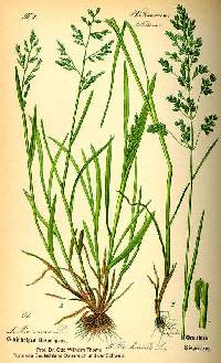 Poa annua image