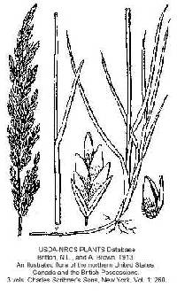 Image of Poa arida