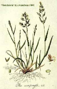 Poa compressa image