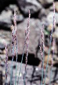 Poa glauca image