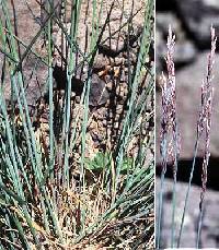 Image of Poa glauca