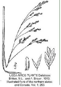 Poa languida image