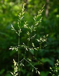 Poa nemoralis image