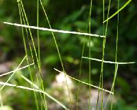 Poa nemoralis image