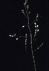 Poa paludigena image