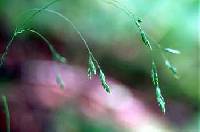 Image of Poa saltuensis