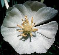 Podophyllum peltatum image