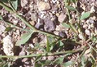 Polygonum achoreum image