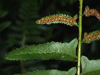Polystichum acrostichoides image