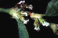Polygonum aviculare image