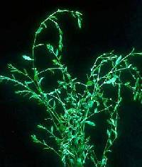 Polygonum aviculare subsp. depressum image