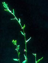 Image of Polygonum aviculare subsp. depressum