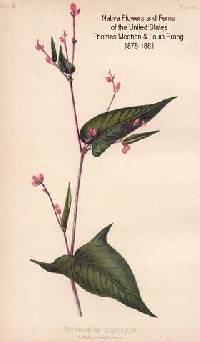 Image of Persicaria sagittata