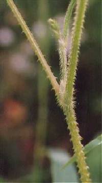 Persicaria arifolia image
