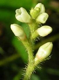 Persicaria arifolia image