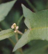 Persicaria arifolia image