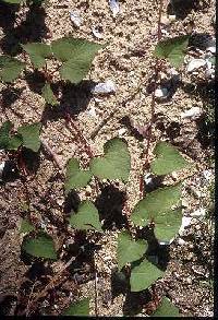 Image of Fallopia cilinodis