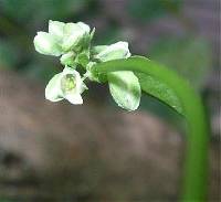 Fallopia convolvulus image