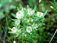 Image of Polygala cruciata
