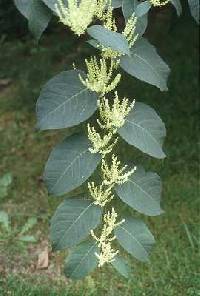 Image of Fallopia japonica var. japonica