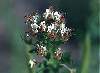 Image of Polanisia dodecandra subsp. dodecandra
