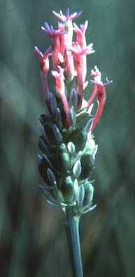 Image of Polygala incarnata
