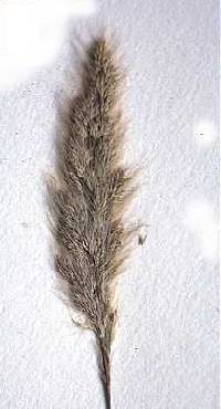 Polypogon interruptus image