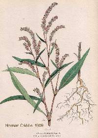 Image of Persicaria lapathifolia