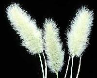 Image of Polypogon monspeliensis