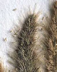 Polypogon monspeliensis image