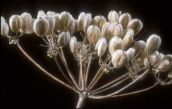 Polytaenia nuttallii image