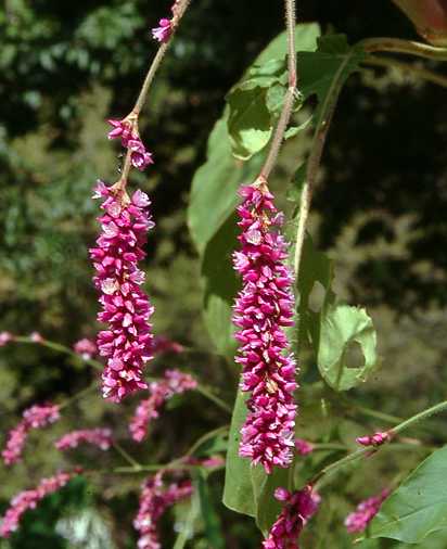 Persicaria orientalis image
