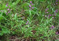 Polygala polygama image