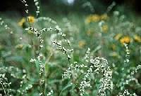 Persicaria punctata image