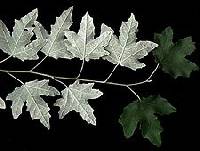 Populus alba image