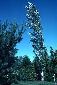 Image of Populus alba