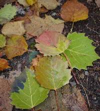 Populus grandidentata image