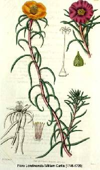 Portulaca grandiflora image
