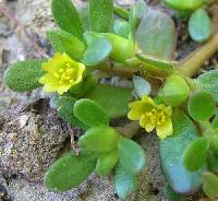 Portulaca oleracea image
