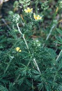 Image of Potentilla argentea