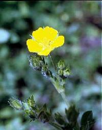 Potentilla gracilis var. flabelliformis image