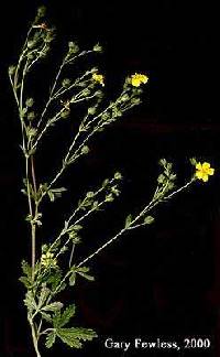 Potentilla inclinata image
