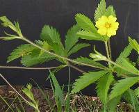 Potentilla simplex image