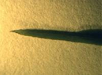 Image of Potamogeton strictifolius