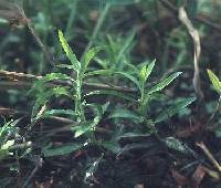 Image of Proserpinaca palustris var. crebra