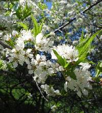 Prunus americana image