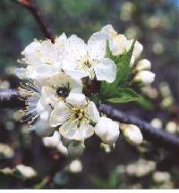 Prunus americana image