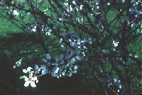 Image of Prunus nigra