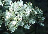 Prunus nigra image