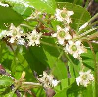 Prunus pensylvanica image